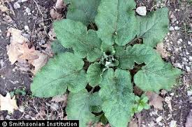 Attēlu rezultāti vaicājumam “Arctium”