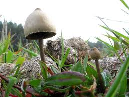 Attēlu rezultāti vaicājumam “Protostropharia alcis”