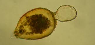 Attēlu rezultāti vaicājumam “Tubifera magna young”