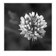 Attēlu rezultāti vaicājumam “Trifolium repens flower”