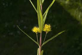 Attēlu rezultāti vaicājumam “Lysimachia thyrsiflora flower”