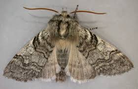 Attēlu rezultāti vaicājumam “Achlya flavicornis”