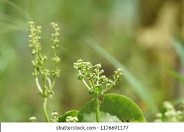 Attēlu rezultāti vaicājumam “Hydrocotyle vulgaris flower”