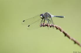 Attēlu rezultāti vaicājumam “Leucorrhinia albifrons”