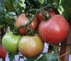 Afbeeldingsresultaat voor marizol purple tomato