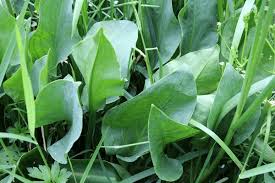 Attēlu rezultāti vaicājumam “Alisma plantago-aquatica leaf”