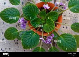 Image result for Saintpaulia ionantha Culitvar