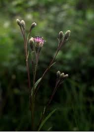 Attēlu rezultāti vaicājumam “Saussurea esthonica flower”