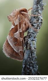Attēlu rezultāti vaicājumam “Hepialidae”