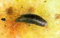 Attēlu rezultāti vaicājumam “Lepidosaphes ulmi”