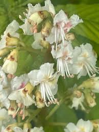 Attēlu rezultāti vaicājumam “Aesculus hippocastanum flower”