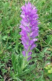 Image result for Campanula spicata