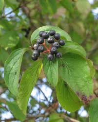 Attēlu rezultāti vaicājumam “Cornus sanguinea fruit”