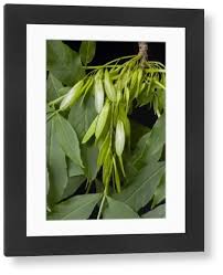 Attēlu rezultāti vaicājumam “Fraxinus excelsior fruit”