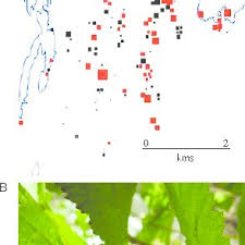 Attēlu rezultāti vaicājumam “Triphragmium ulmariae”