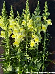 Attēlu rezultāti vaicājumam “Antirrhinum majus leaf”