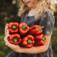 Afbeeldingsresultaat voor long red marconi sweet pepper