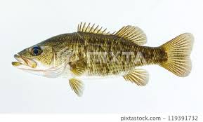 Image result for Micropterus salmoides