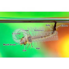 Attēlu rezultāti vaicājumam “Culex pipiens larva”