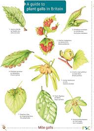 Attēlu rezultāti vaicājumam “Acalitus longisetosus”