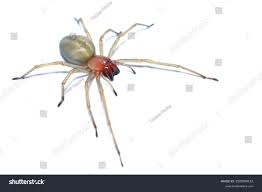 Attēlu rezultāti vaicājumam “Miturgidae”