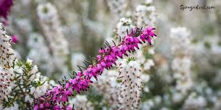 Attēlu rezultāti vaicājumam “Erica x darleyensis flower”