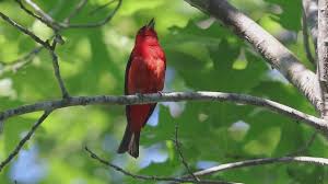 Image result for Piranga olivacea