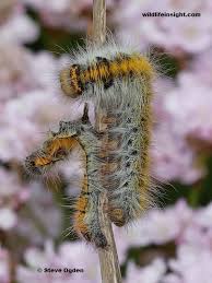 Attēlu rezultāti vaicājumam “Lasiocampa trifolii male”