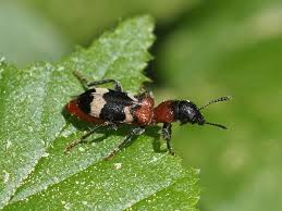 Attēlu rezultāti vaicājumam “Thanasimus formicarius”