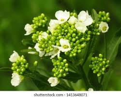 Attēlu rezultāti vaicājumam “Armoracia rusticana bud”