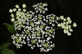 Attēlu rezultāti vaicājumam “Chaerophyllum aromaticum”