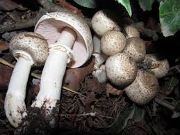 Attēlu rezultāti vaicājumam “Agaricus”