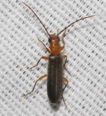 Attēlu rezultāti vaicājumam “Oedemeridae”