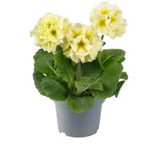 Image result for Primula elatior