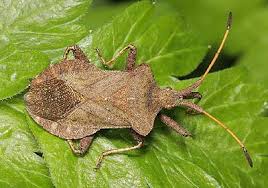 Attēlu rezultāti vaicājumam “Coreus marginatus nymph”
