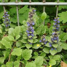 Image result for Ajuga reptans