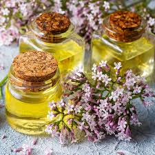 Attēlu rezultāti vaicājumam “Valeriana officinalis bud”