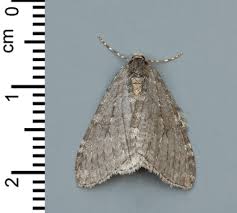 Attēlu rezultāti vaicājumam “Mythimna flammea”