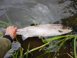 Image result for Aberdeen & District Angling Association