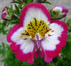 Image result for Schizanthus