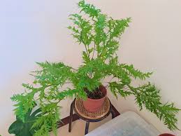 「綠羽毛」的圖片搜尋結果