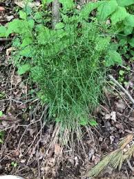 Attēlu rezultāti vaicājumam “Poa nemoralis fruit”