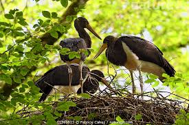Attēlu rezultāti vaicājumam “Ciconia nigra nest”