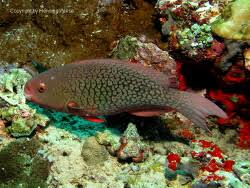 Image result for Scarus rubroviolaceus