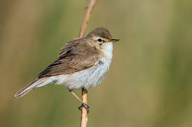 Attēlu rezultāti vaicājumam “Hippolais caligata adult”