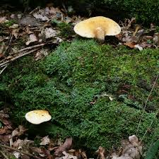 Attēlu rezultāti vaicājumam “Buglossoporus quercinus”