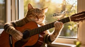 Image result for Cat sleeping in guitar