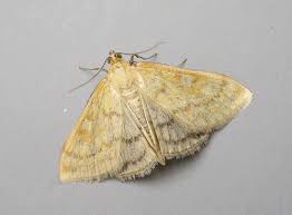 Attēlu rezultāti vaicājumam “Sitochroa verticalis”