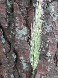 Attēlu rezultāti vaicājumam “Hordelymus europaeus”