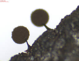 Attēlu rezultāti vaicājumam “Comatricha pulchella stalked”